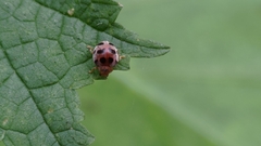 Coccinelloidea