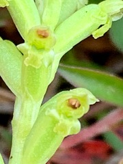 Microtis arenaria