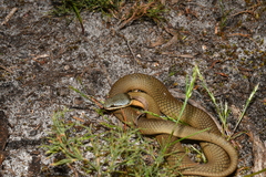 Elapognathus coronatus