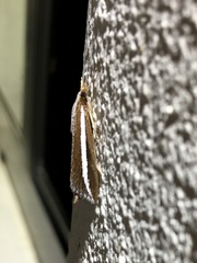 Carectocultus perstrialis