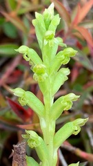Microtis arenaria