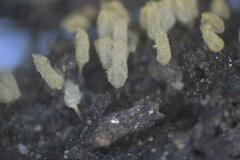 Arcyria cinerea