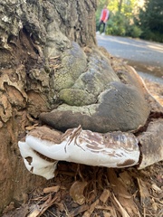 Ganoderma brownii