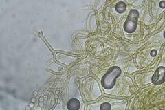 Arcyria cinerea