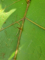 Solanum chrysotrichum