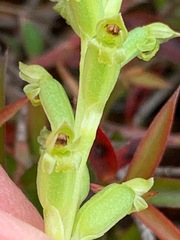Microtis arenaria