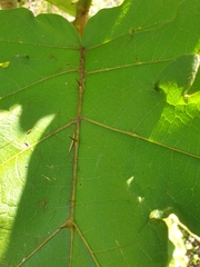Solanum chrysotrichum