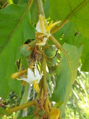 Solanum chrysotrichum