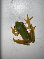 Hyperolius semidiscus