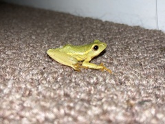 Hyperolius semidiscus