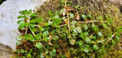 Epilobium nerteroides