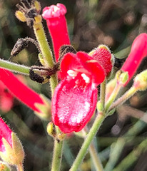 Gambelia juncea