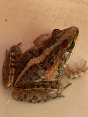 Ptychadena mossambica