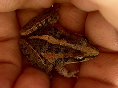 Ptychadena mossambica