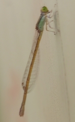 Ischnura rubilio