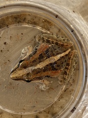 Ptychadena mossambica