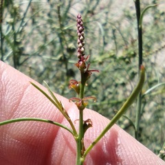 Stillingia linearifolia