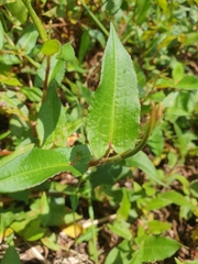 Persicaria strigosa