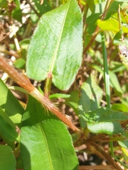 Persicaria strigosa