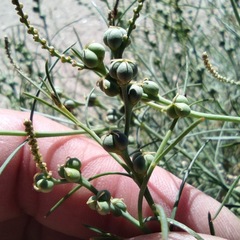 Stillingia linearifolia