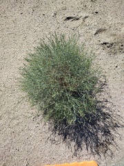 Stillingia linearifolia