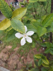 Wrightia antidysenterica