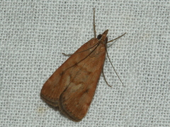 Achyra affinitalis