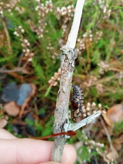 Melitaea didyma