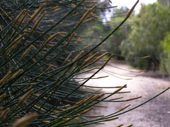 Casuarina cunninghamiana