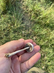 Panaeolus antillarum