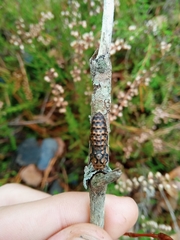 Melitaea didyma