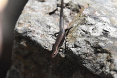 Lampropholis delicata