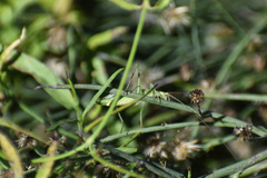 Oecanthus