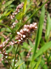 Persicaria decipiens
