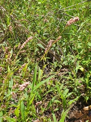 Persicaria decipiens