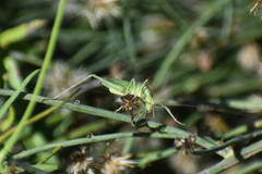Oecanthus