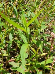 Persicaria decipiens
