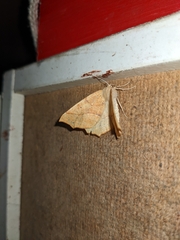 Tetracis jubararia
