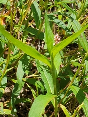 Persicaria decipiens
