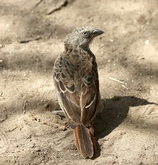 Histurgops ruficauda