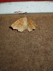Tetracis jubararia