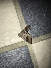 Bastilla arcuata