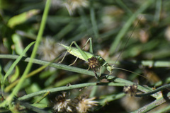 Oecanthus