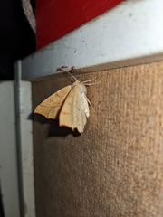 Tetracis jubararia