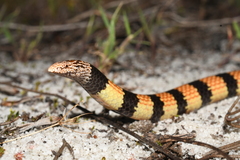 Simoselaps bertholdi