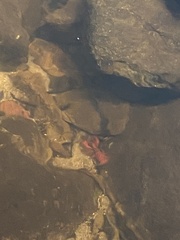 Euastacus australasiensis