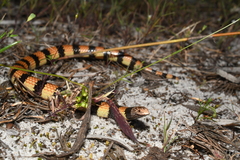 Simoselaps bertholdi