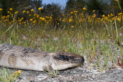 Tiliqua occipitalis