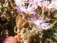 Drosanthemum hispifolium