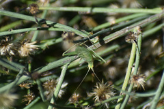 Oecanthus